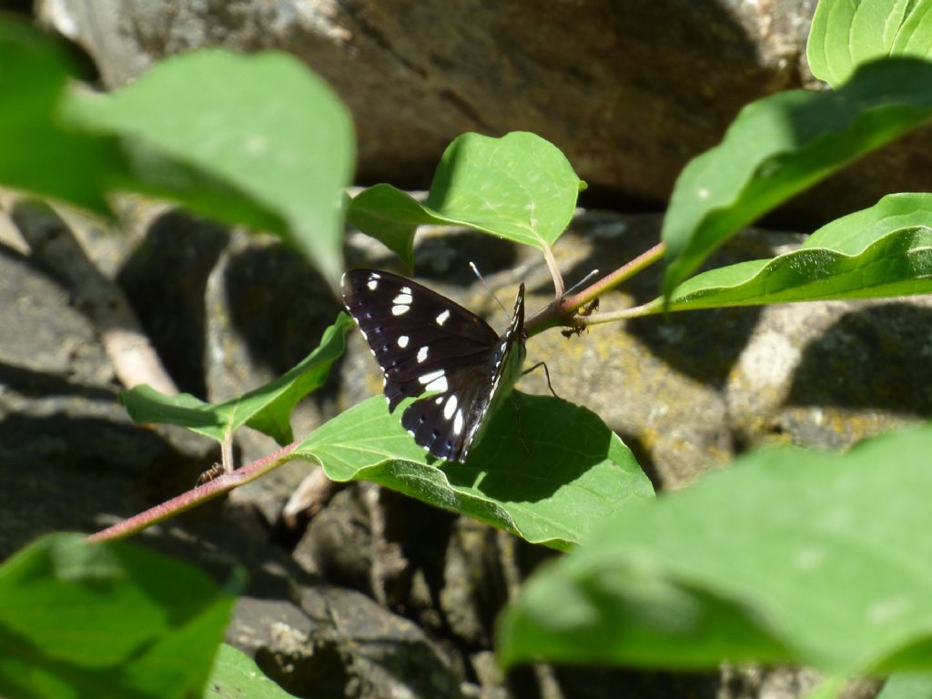 Limenitis reducta